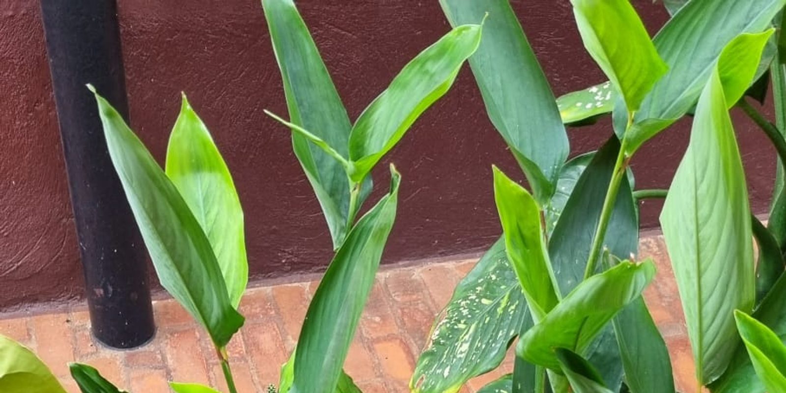 Guest House Garden
